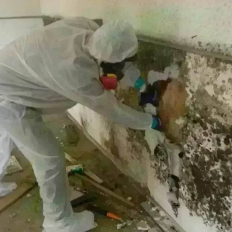 Mold Remediation and Removal in Fremont, OH